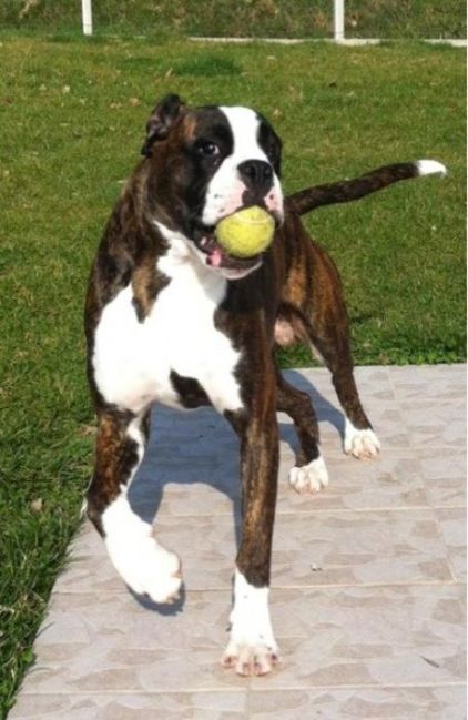 Photo de Goliath, Boxer pure race