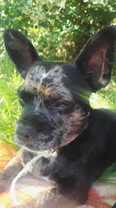 Photo de Max, Bouledogue fran�ais crois� Chihuahua