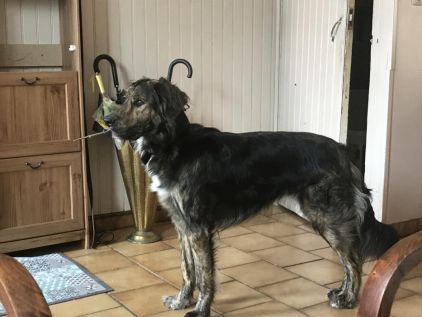 Photo de Milka, Berger Allemand crois� Border Collie