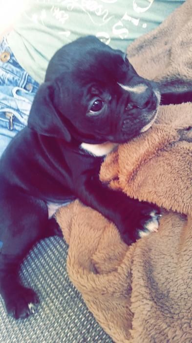 Photo de Bouly, Bouledogue fran�ais crois� Staffordshire Bull Terrier