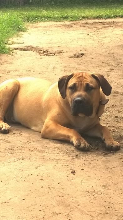 Photo de Booba, Boerboel (Boerbull) pure race