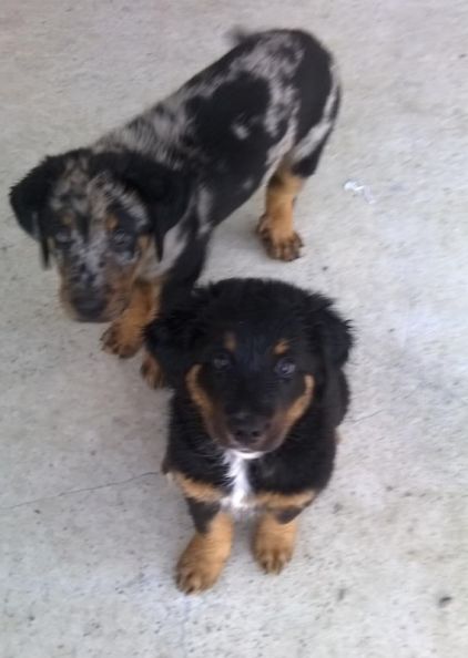 Photo de Nutella, Beauceron crois� Bouvier bernois