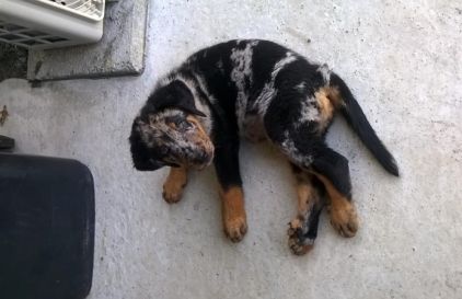 Photo de nesquik, Beauceron crois� Bouvier bernois