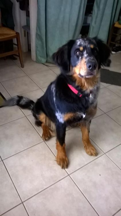 Photo de luna, Beauceron crois� Bouvier bernois