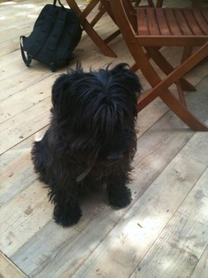 Photo de Roxy, Schnauzer crois�