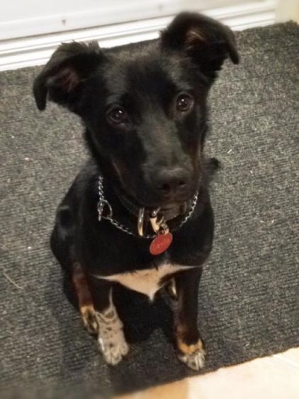Photo de Layla, Border Collie crois� Rottweiler