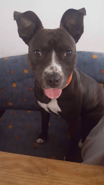 Photo de DELACROIX, Staffordshire Bull Terrier crois� Epagneul breton