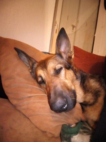 Photo de Ga�a , Berger Allemand crois� Berger Belge Malinois