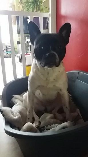 Photo de Mirza, Bouledogue fran�ais crois� Jack Russell terrier