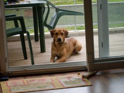 Photo de Tayson, Labrador Retriever crois� Epagneul breton