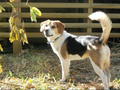 Photo de Tara, Beagle crois� Bichon