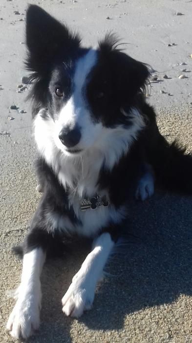 Photo de Louna , Border Collie pure race