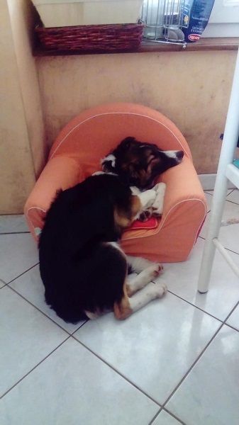 Photo de Nokia, Border Collie crois� Berger australien