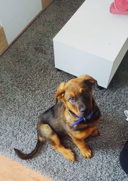 Photo de Max, Beauceron crois� Berger Allemand