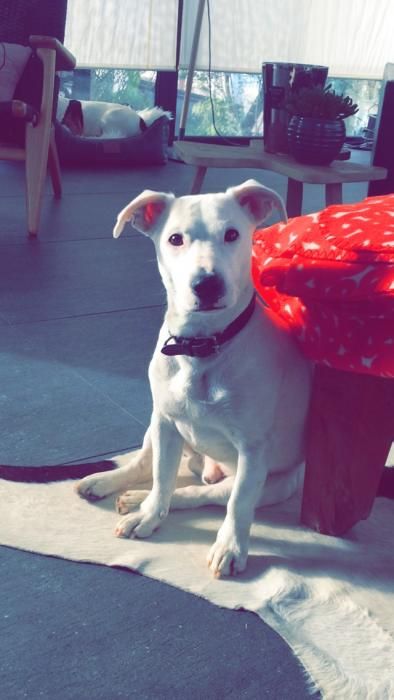 Photo de Jules, Jack Russell terrier pure race