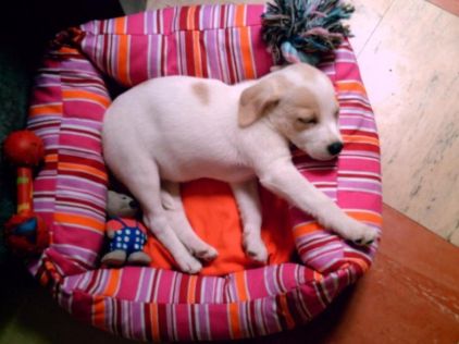 Photo de Eden, Jack Russell terrier crois� Fox-terrier