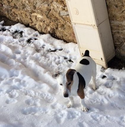 Photo de Walter, Jack Russell terrier pure race