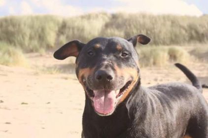 Photo d'�ther, Bull Terrier crois� Rottweiler