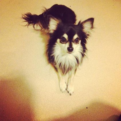 Photo de Titou, Chihuahua pure race