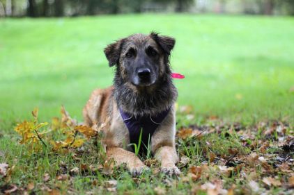 Photo de Maya, Berger Belge Tervueren crois� Labrador Retriever