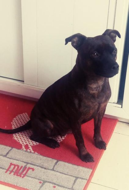 Photo de Keira, Staffordshire Bull Terrier crois� Pinscher nain
