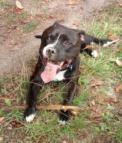 Photo de Mario, Staffordshire Bull Terrier pure race