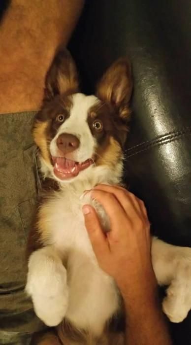 Photo de Niska, Border Collie pure race