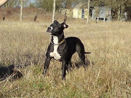 Photo de Atthyla, Dogue argentin crois�
