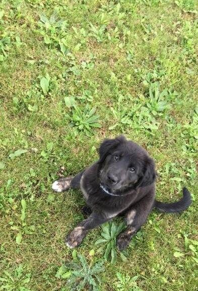 Photo de Ne�ko, Golden Retriever crois� Labrador Retriever