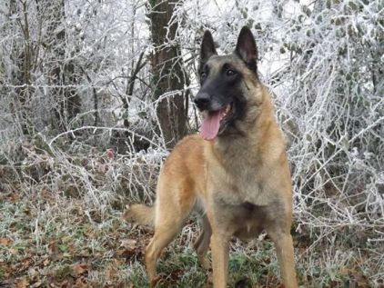 Photo de Doucer, Berger Belge Malinois pure race