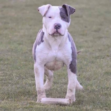 Photo de Celeste, American Bully pure race