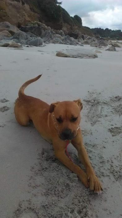 Photo de Kiara, Boxer crois� Beauceron