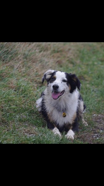 Photo de Cooper, Border Collie crois� Setter anglais