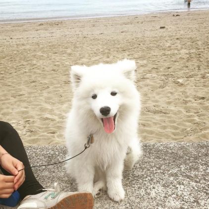 Photo de Nala, Samoy�de pure race
