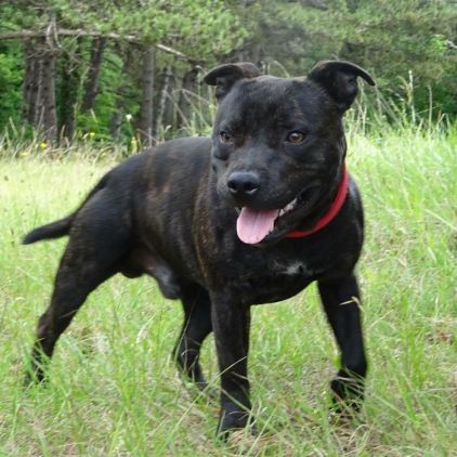 Photo de Modjo, Staffordshire Bull Terrier pure race