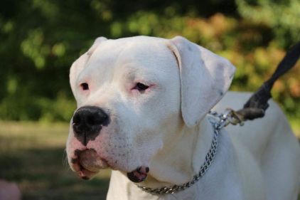 Photo de Minnie, Dogue argentin pure race