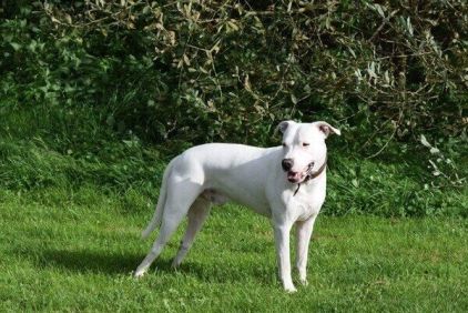 Photo de Jump, Dogue argentin pure race