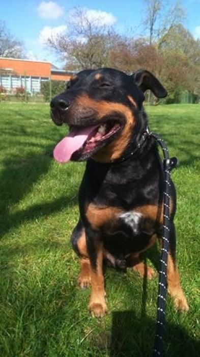 Photo de Ether, Rottweiler crois� Bull Terrier