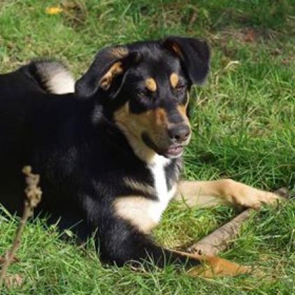 Photo de Blues, Labrador Retriever crois� Berger australien