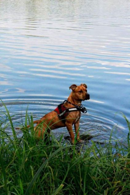 Photo de Tara, American Staffordshire terrier pure race
