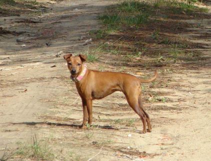 Photo de Lola, Pinscher nain pure race