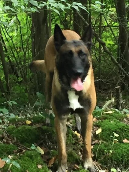 Photo de Jet du domaine du malou, Berger Belge Malinois pure race
