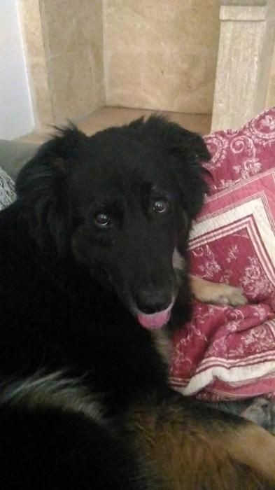 Photo de Shadow, Berger Allemand crois� Berger Belge Groenendael