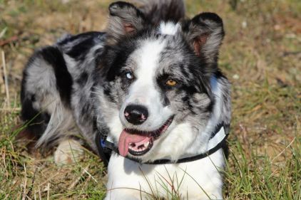 Photo de Happy , Border Collie pure race