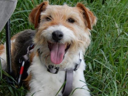 Photo de Voyou, Fox-terrier pure race