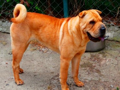 Photo de Indiana, Shar Pei pure race