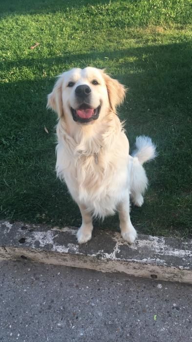 Photo de L�wis, Golden Retriever pure race