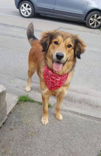 Photo de Jasmine, Bouvier bernois crois� Golden Retriever
