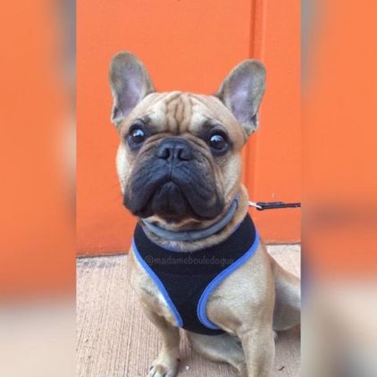 Photo de Zoki, Bouledogue fran�ais pure race