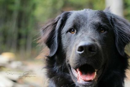 Photo de Chuck, Bouvier bernois crois� Labrador Retriever